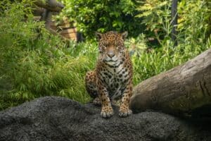 Hertfordshire Zoo - Leopard