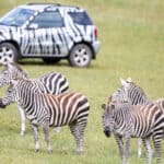 Longleat and Cheddar Gorge - Image 18