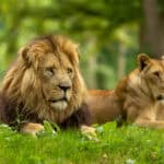 Longleat and Cheddar Gorge - Image 2
