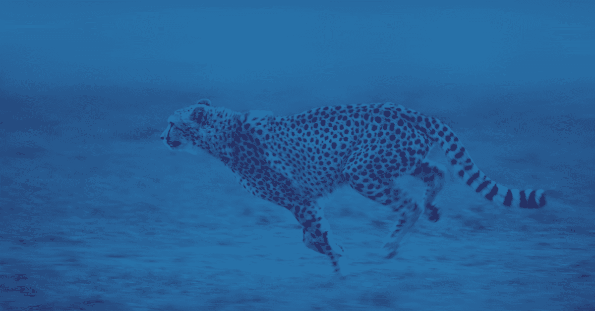 insight6 Cheetah demonstrating Insight that insight should moves at the speed of experience